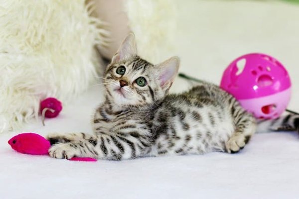 What Are Safe Chew Toys for Teething Kittens?